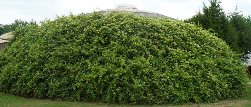 Honeysuckle Wall — The outer layer of Airform is PVC plastic. At Monolithic, we have one dome with chain-link fencing attached to the outside and honeysuckle climbing on it. In five years we have not noticed any deterioration of the vinyl. Generally, plants keep the dome cooler and protect the dome skin from harsh ultraviolet rays.